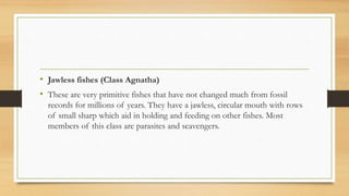 • Jawless fishes (Class Agnatha)
• These are very primitive fishes that have not changed much from fossil
records for millions of years. They have a jawless, circular mouth with rows
of small sharp which aid in holding and feeding on other fishes. Most
members of this class are parasites and scavengers.
 