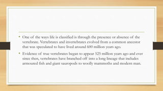 • One of the ways life is classified is through the presence or absence of the
vertebrate. Vertebrates and invertebrates evolved from a common ancestor
that was speculated to have lived around 600 million years ago.
• Evidence of true vertebrates began to appear 525 million years ago and ever
since then, vertebrates have branched off into a long lineage that includes
armoured fish and giant sauropods to woolly mammoths and modern man.
 