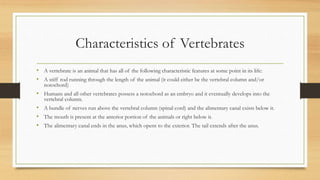 Characteristics of Vertebrates
• A vertebrate is an animal that has all of the following characteristic features at some point in its life:
• A stiff rod running through the length of the animal (it could either be the vertebral column and/or
notochord)
• Humans and all other vertebrates possess a notochord as an embryo and it eventually develops into the
vertebral column.
• A bundle of nerves run above the vertebral column (spinal cord) and the alimentary canal exists below it.
• The mouth is present at the anterior portion of the animals or right below it.
• The alimentary canal ends in the anus, which opens to the exterior. The tail extends after the anus.
 