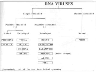 Classification of virus