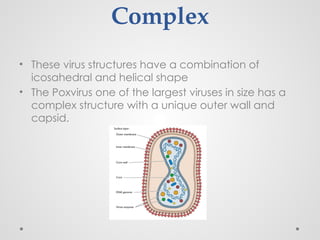 Classification of viruses D.pptx ......... | PPTX