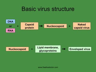 Basic virus structure Capsid protein Nucleocapsid Naked capsid virus = + Nucleocapsid Lipid membrane, glycoproteins Enveloped virus + www.freelivedoctor.com DNA RNA or 