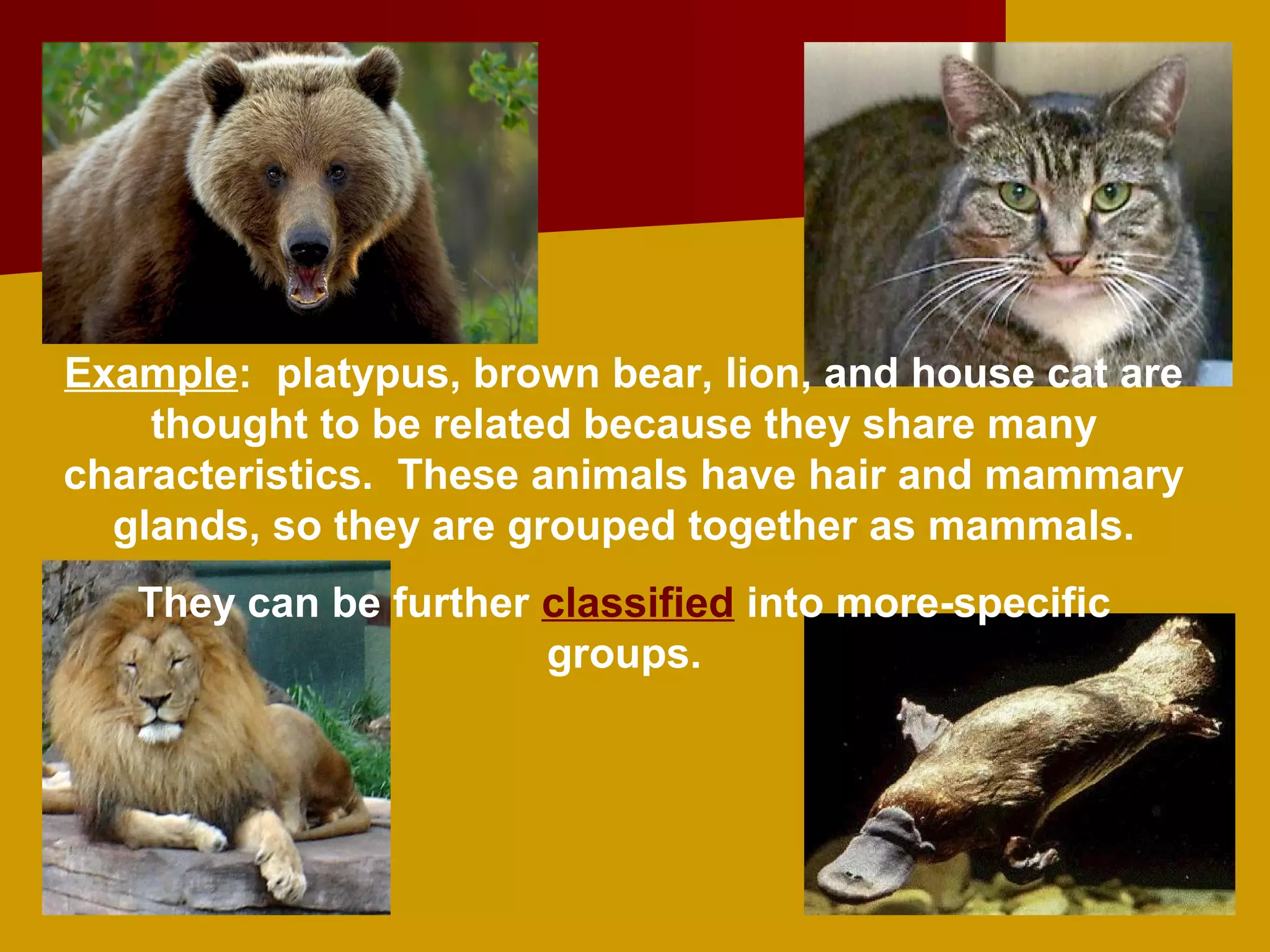 Example: platypus, brown bear, lion, and house cat are
    thought to be related because they share many
characteristics. These animals have hair and mammary
  glands, so they are grouped together as mammals.
   They can be further classified into more-specific
                       groups.
 