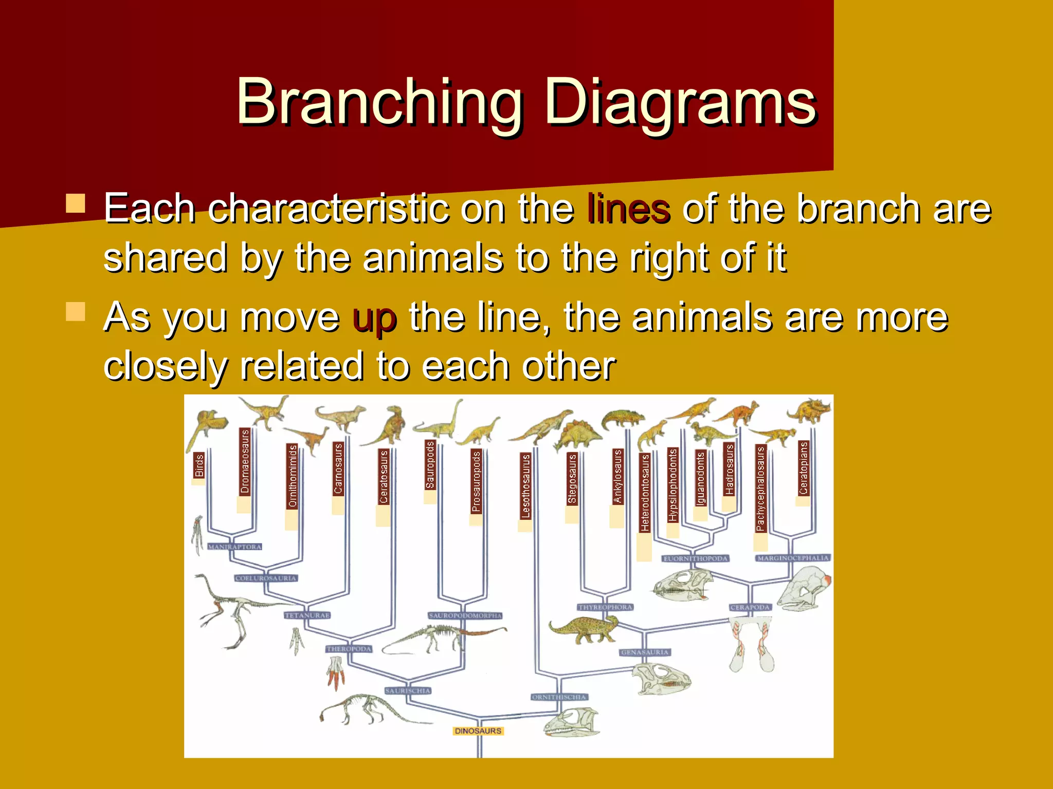 Branching Diagrams
   Each characteristic on the lines of the branch are
    shared by the animals to the right of it
   As you move up the line, the animals are more
    closely related to each other
 