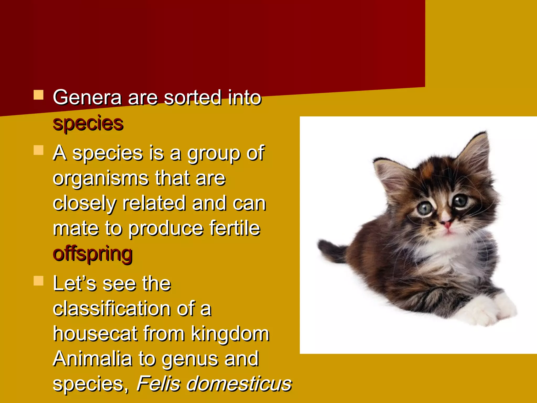    Genera are sorted into
    species
   A species is a group of
    organisms that are
    closely related and can
    mate to produce fertile
    offspring
   Let’s see the
    classification of a
    housecat from kingdom
    Animalia to genus and
    species, Felis domesticus
 