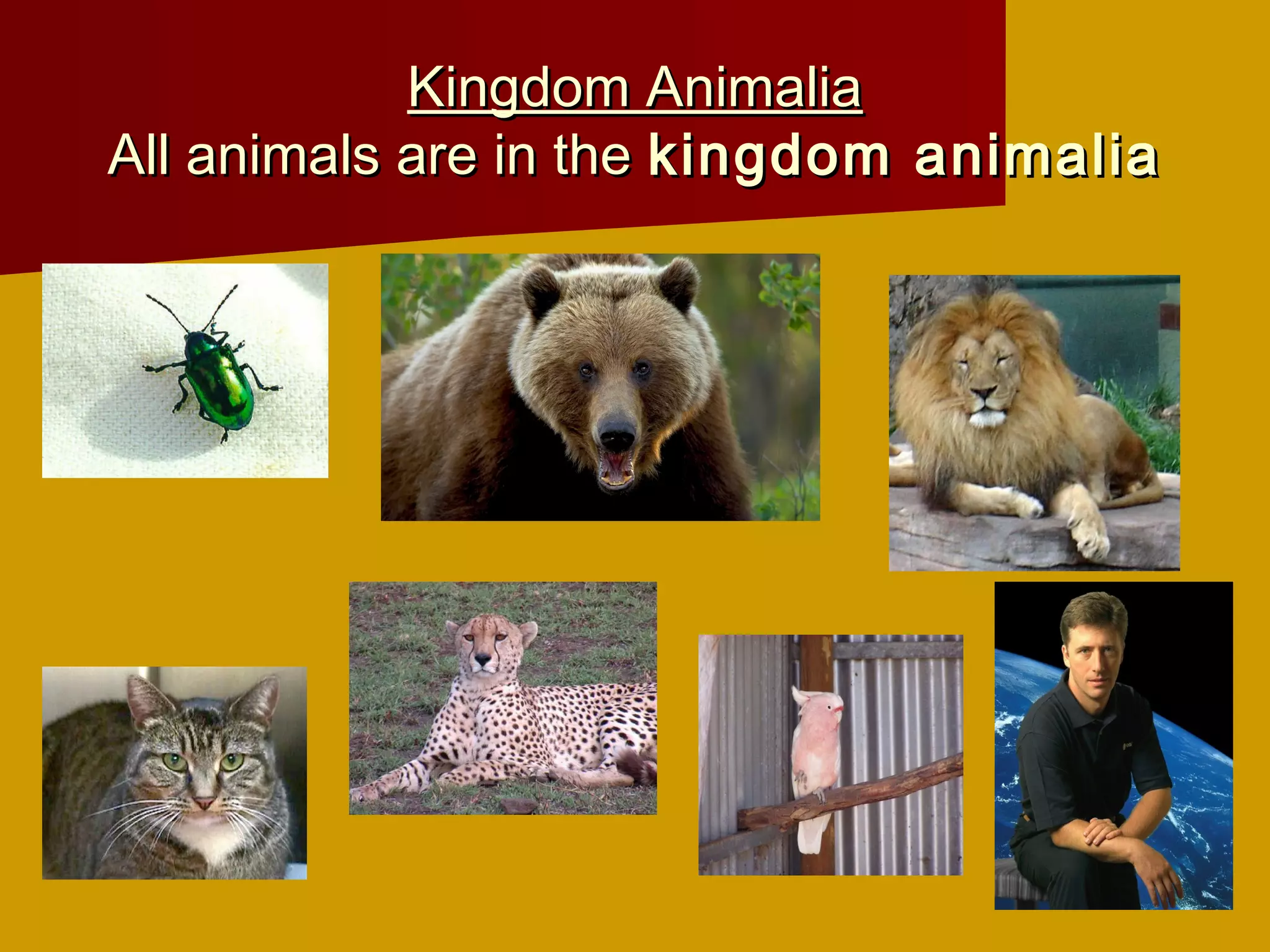 Kingdom Animalia
All animals are in the kingdom animalia
 