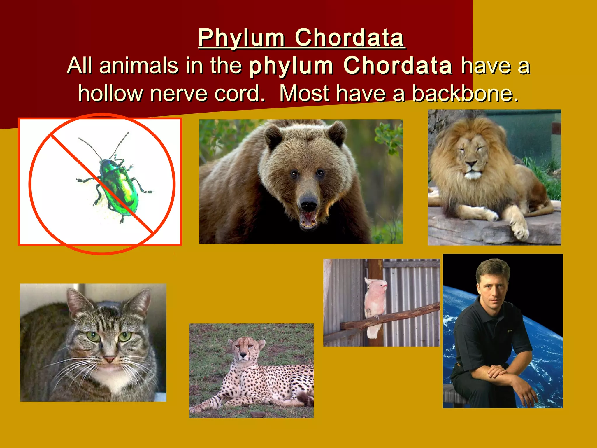 Phylum Chordata
All animals in the phylum Chordata have a
 hollow nerve cord. Most have a backbone.
 