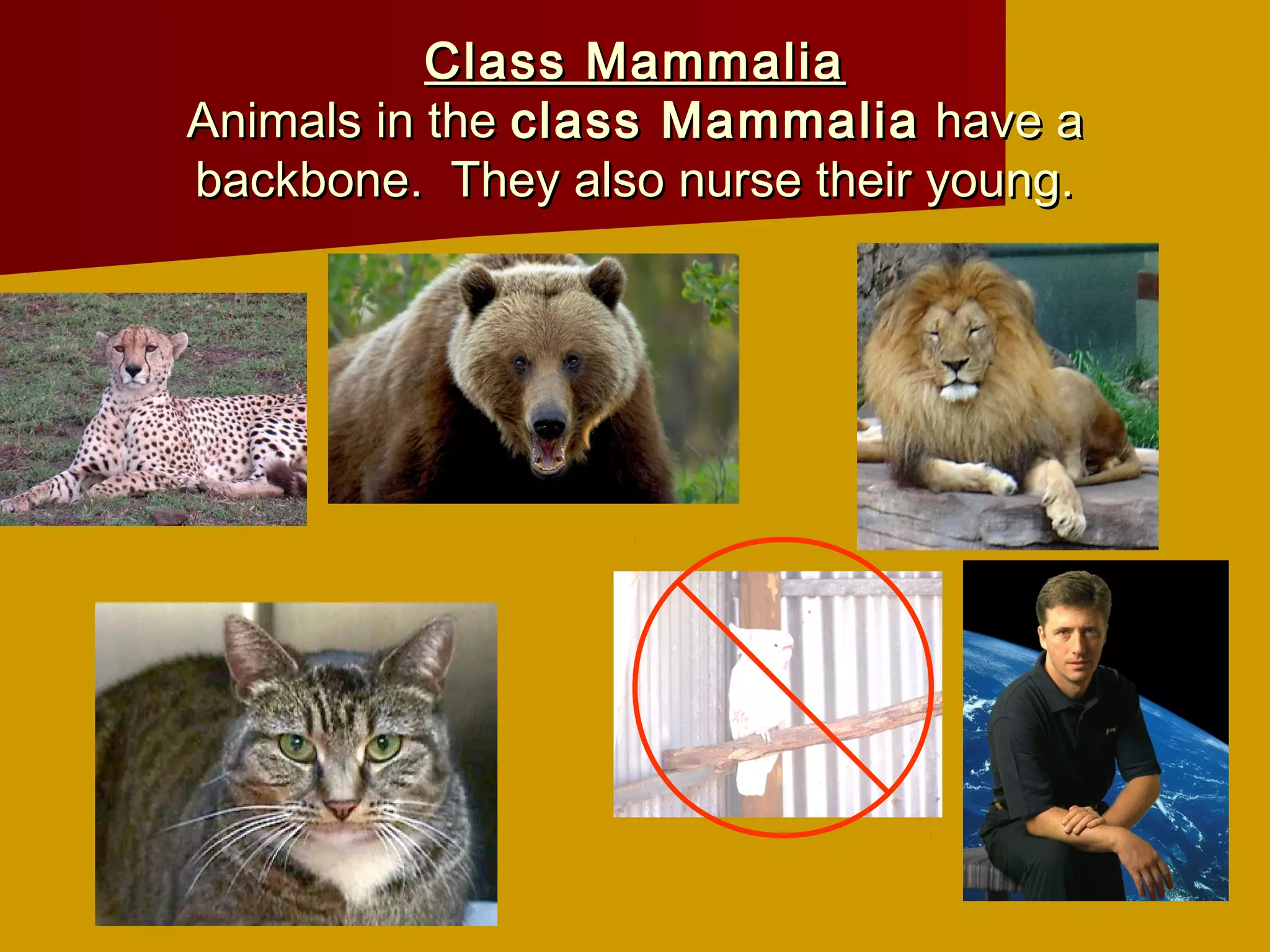 Class Mammalia
Animals in the class Mammalia have a
backbone. They also nurse their young.
 