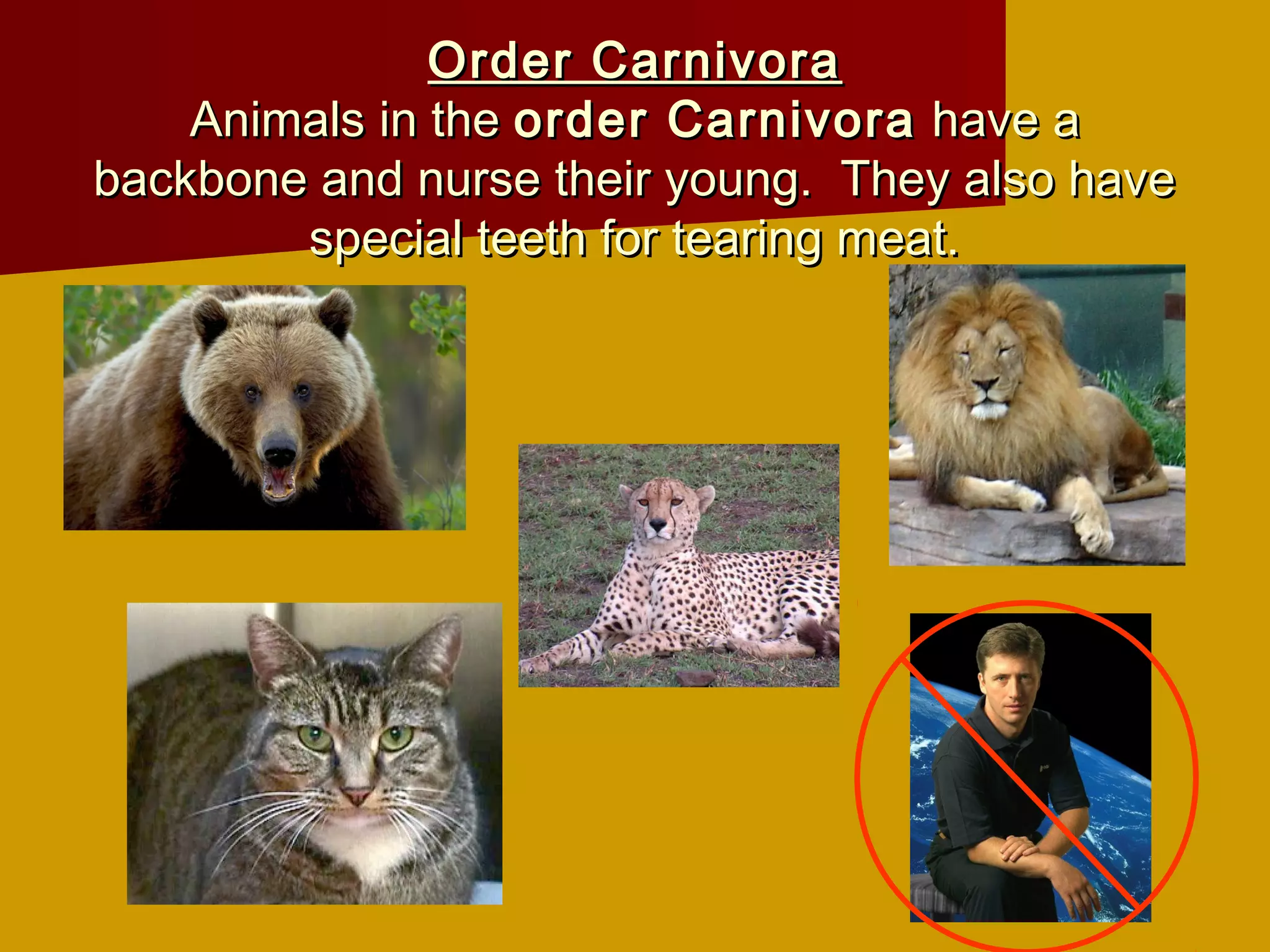 Order Carnivora
    Animals in the order Carnivora have a
backbone and nurse their young. They also have
        special teeth for tearing meat.
 