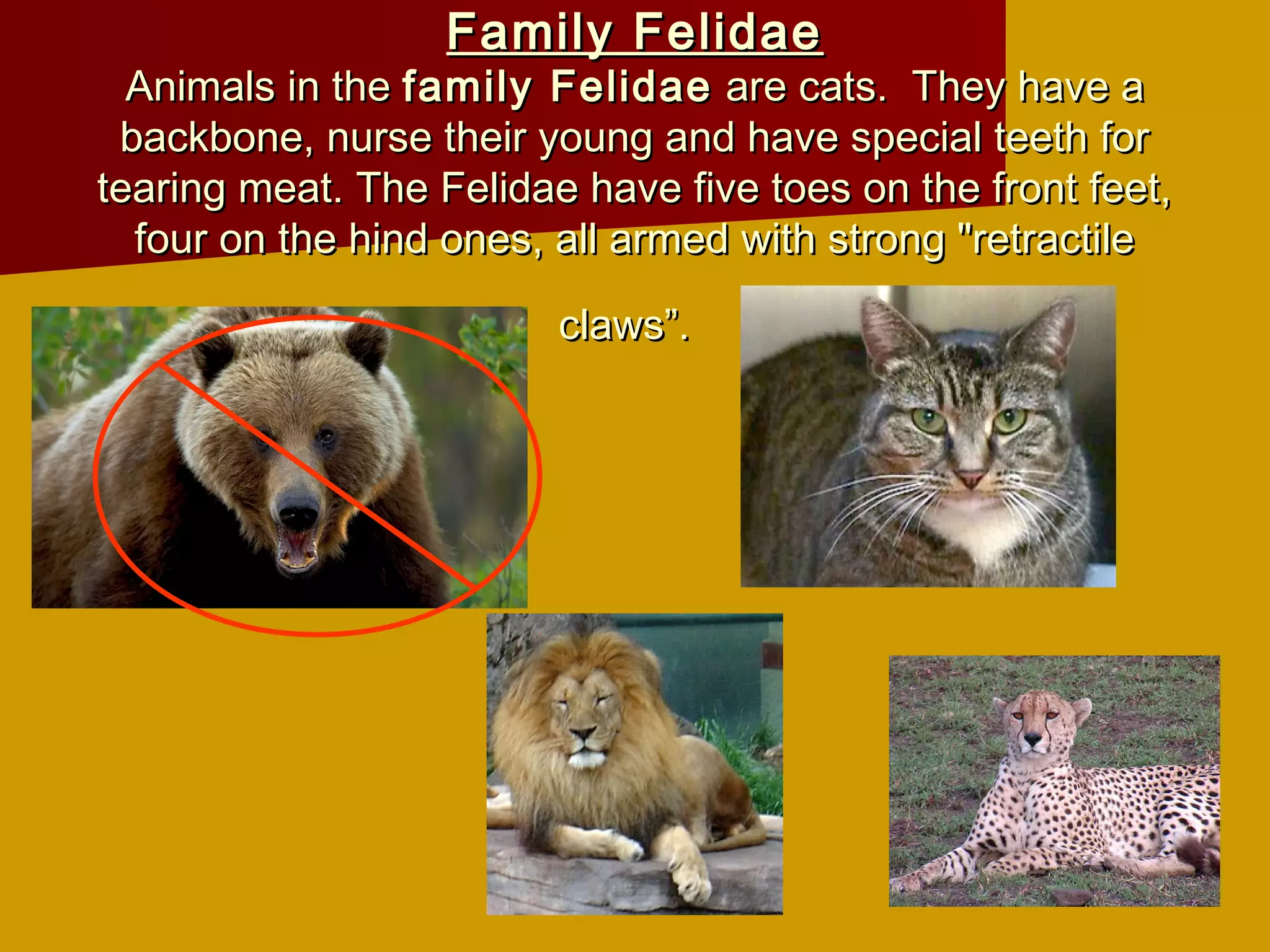 Family Felidae
  Animals in the family Felidae are cats. They have a
 backbone, nurse their young and have special teeth for
tearing meat. The Felidae have five toes on the front feet,
  four on the hind ones, all armed with strong "retractile

                         claws”.
 