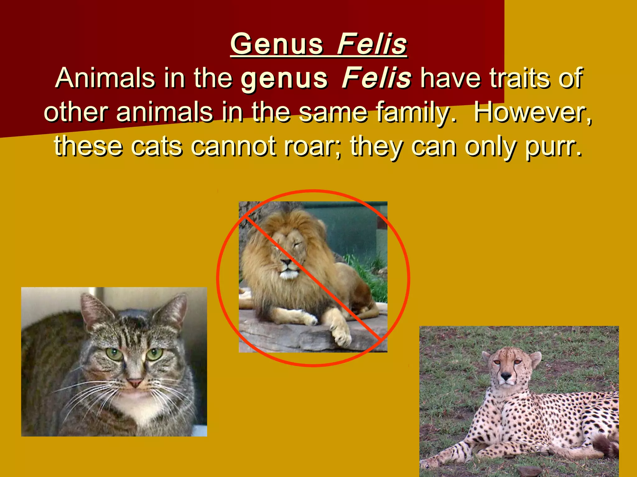 Genus Felis
 Animals in the genus Felis have traits of
other animals in the same family. However,
 these cats cannot roar; they can only purr.
 