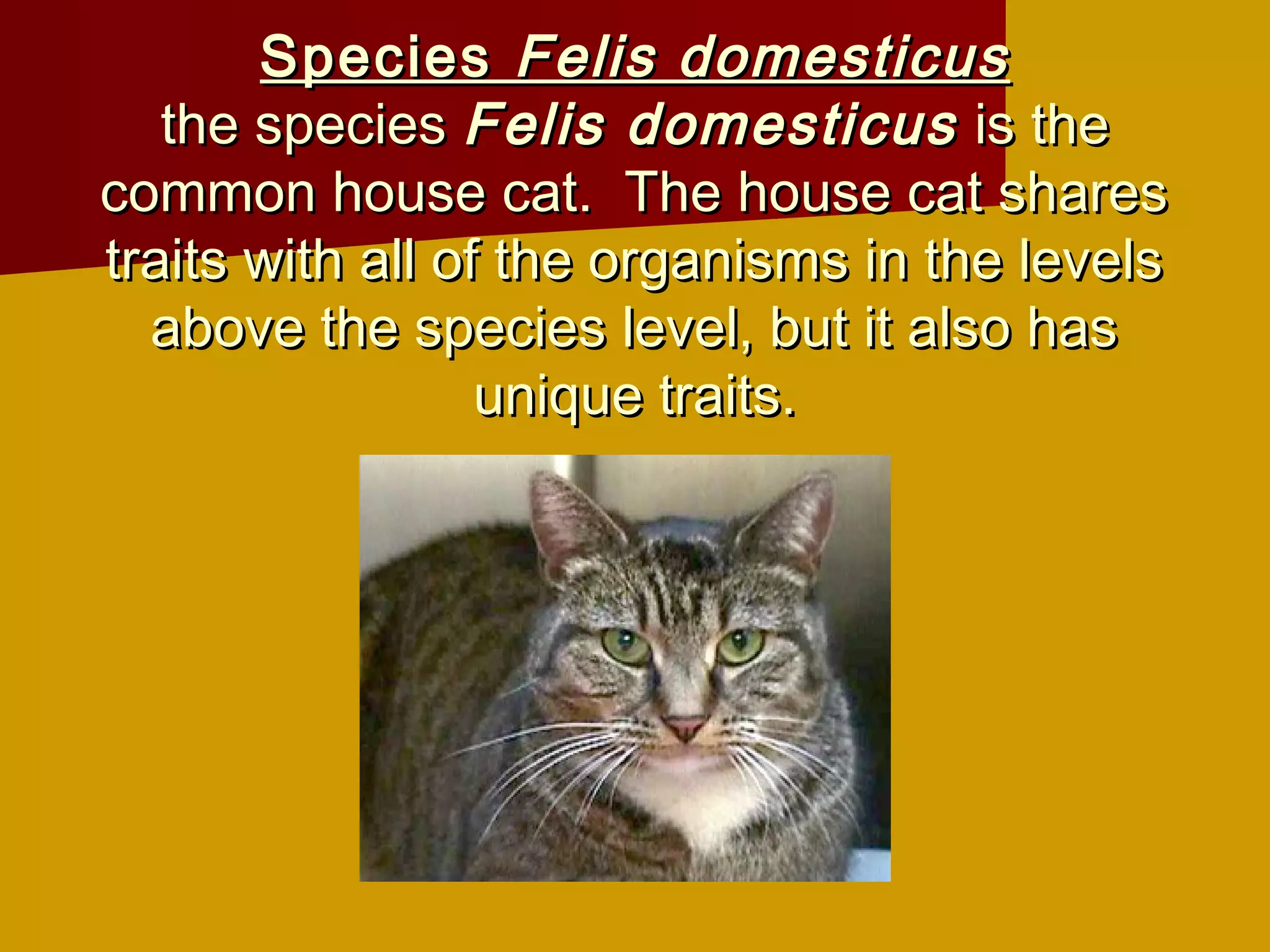 Species Felis domesticus
   the species Felis domesticus is the
common house cat. The house cat shares
traits with all of the organisms in the levels
  above the species level, but it also has
                  unique traits.
 
