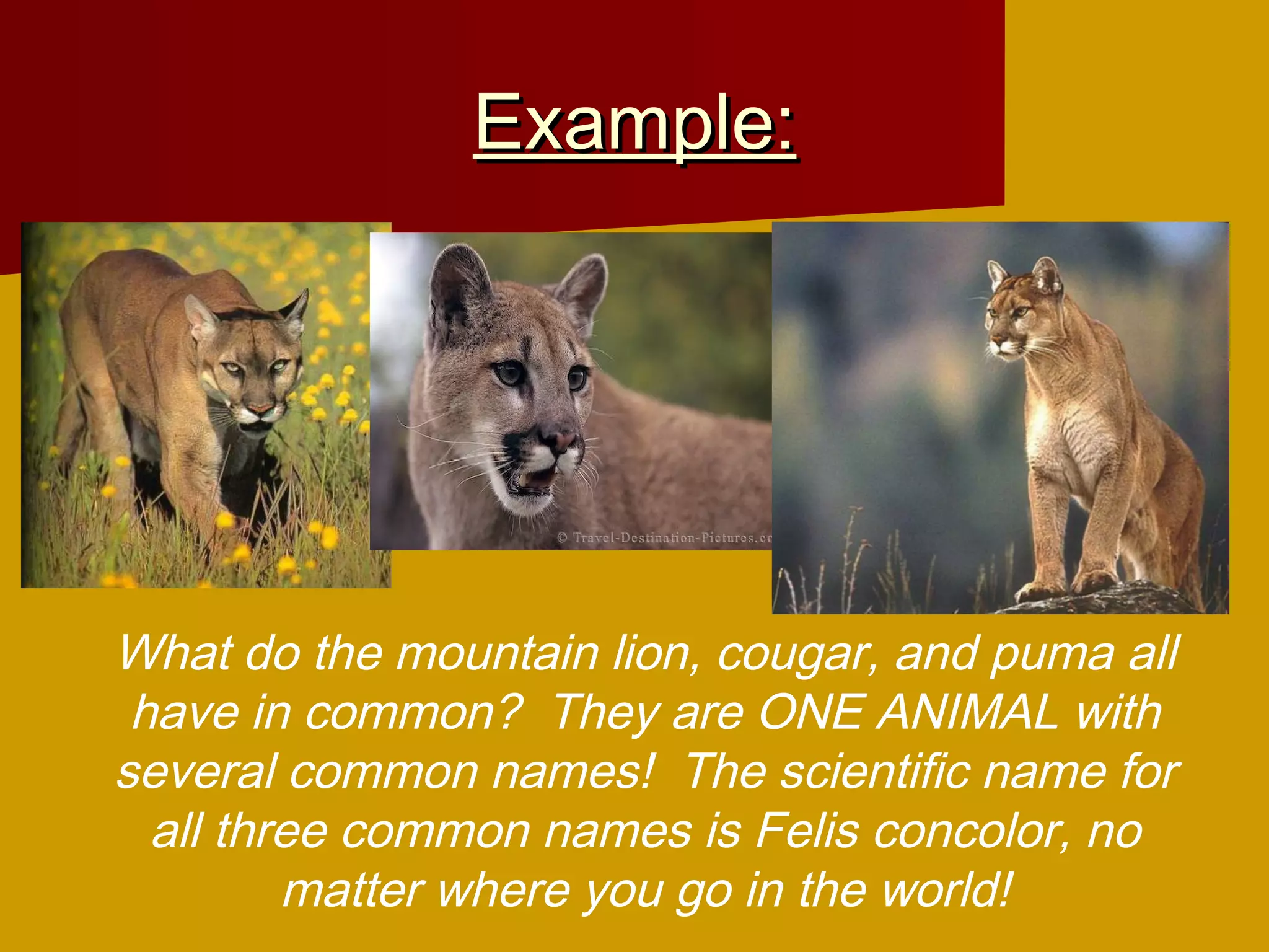 Example:




What do the mountain lion, cougar, and puma all
 have in common? They are ONE ANIMAL with
several common names! The scientific name for
  all three common names is Felis concolor, no
         matter where you go in the world!
 