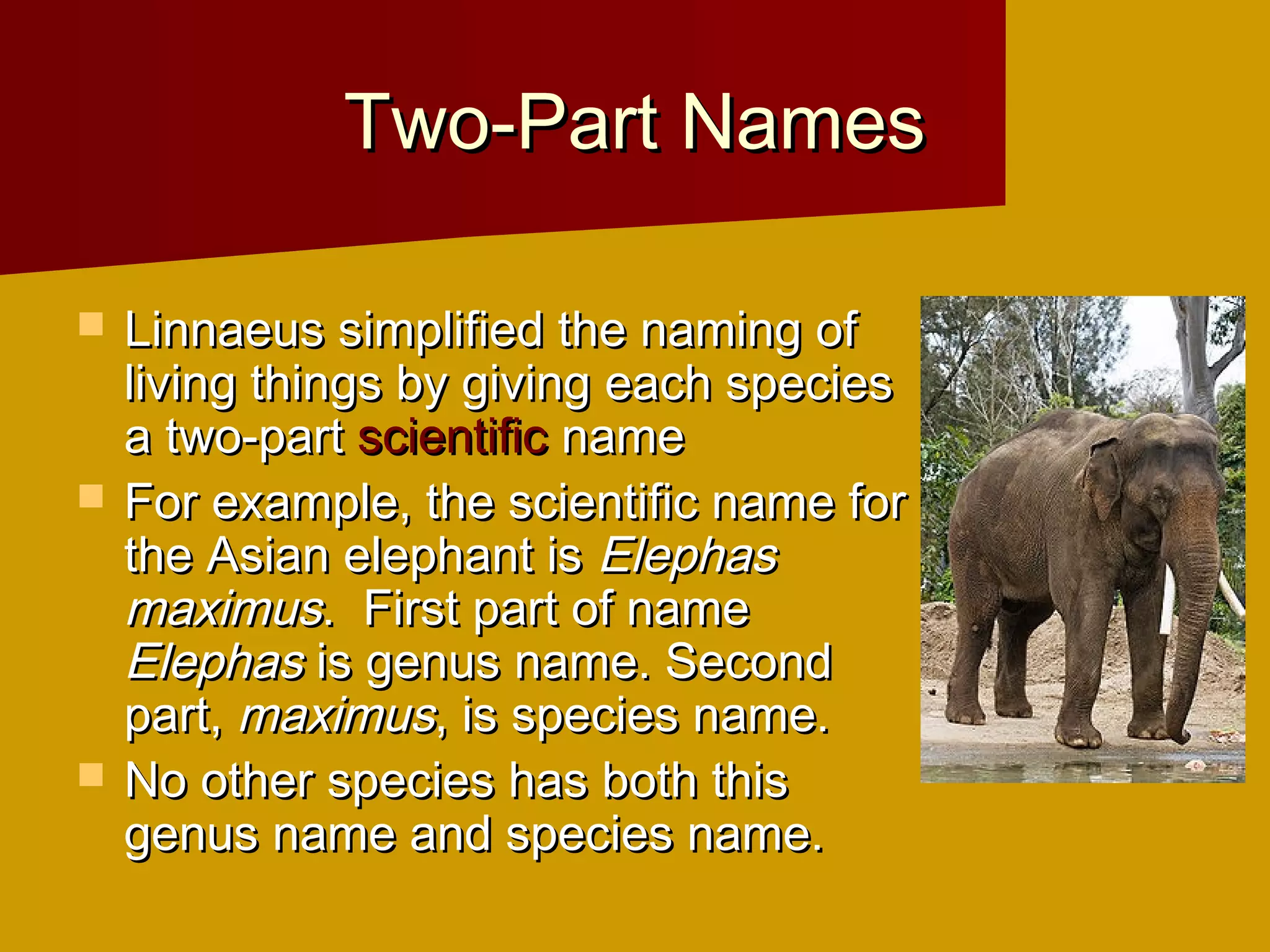 Two-Part Names

   Linnaeus simplified the naming of
    living things by giving each species
    a two-part scientific name
   For example, the scientific name for
    the Asian elephant is Elephas
    maximus. First part of name
    Elephas is genus name. Second
    part, maximus, is species name.
   No other species has both this
    genus name and species name.
 