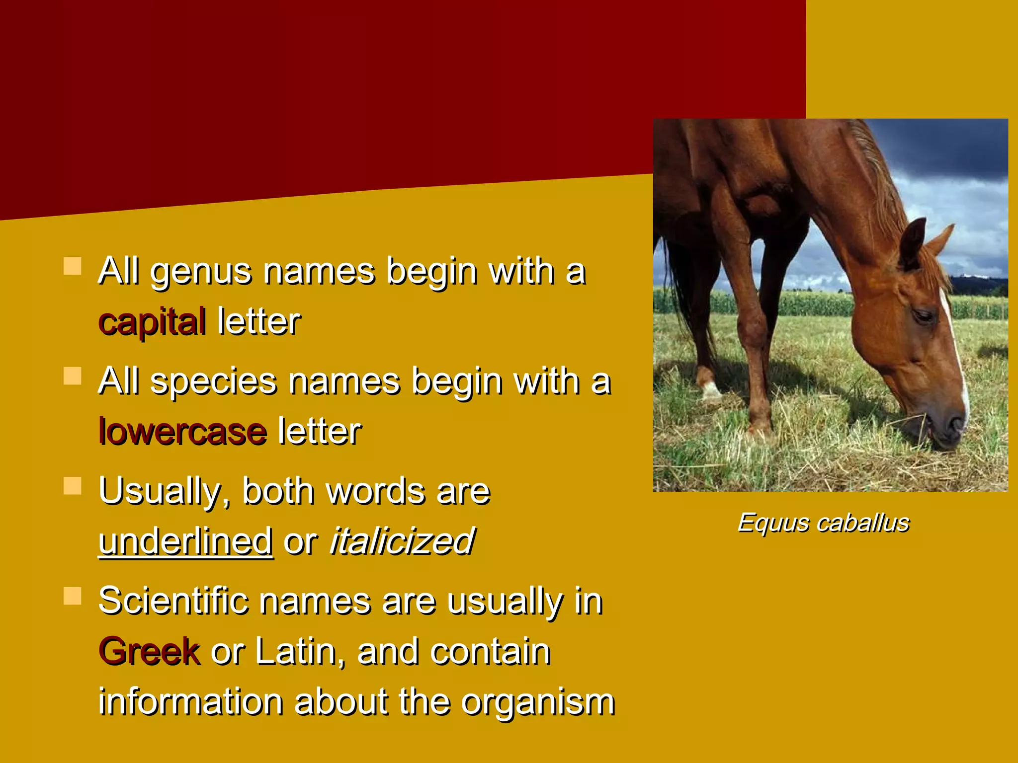    All genus names begin with a
    capital letter
   All species names begin with a
    lowercase letter
   Usually, both words are
                                      Equus caballus
    underlined or italicized
   Scientific names are usually in
    Greek or Latin, and contain
    information about the organism
 