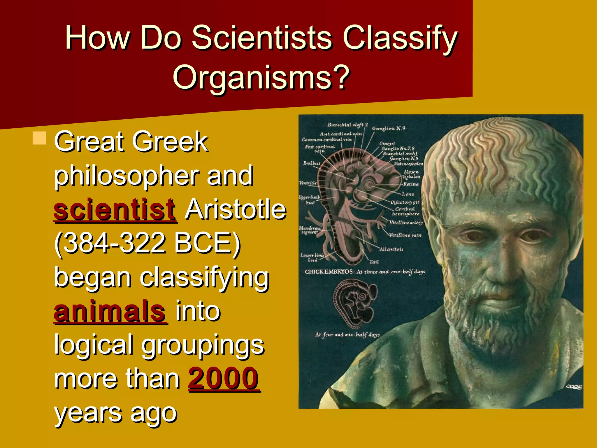How Do Scientists Classify
       Organisms?
 Great Greek
 philosopher and
 scientist Aristotle
 (384-322 BCE)
 began classifying
 animals into
 logical groupings
 more than 2000
 years ago
 
