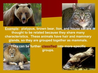 Example: platypus, brown bear, lion, and house cat are
    thought to be related because they share many
characteristics. These animals have hair and mammary
  glands, so they are grouped together as mammals.
   They can be further classified into more-specific
                       groups.
 