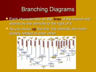 Branching Diagrams
   Each characteristic on the lines of the branch are
    shared by the animals to the right of it
   As you move up the line, the animals are more
    closely related to each other
 
