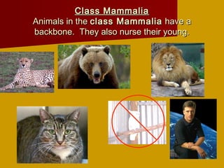 Class Mammalia
Animals in the class Mammalia have a
backbone. They also nurse their young.
 
