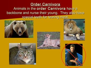 Order Carnivora
    Animals in the order Carnivora have a
backbone and nurse their young. They also have
        special teeth for tearing meat.
 