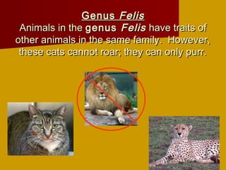 Genus Felis
 Animals in the genus Felis have traits of
other animals in the same family. However,
 these cats cannot roar; they can only purr.
 
