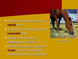    All genus names begin with a
    capital letter
   All species names begin with a
    lowercase letter
   Usually, both words are
                                      Equus caballus
    underlined or italicized
   Scientific names are usually in
    Greek or Latin, and contain
    information about the organism
 