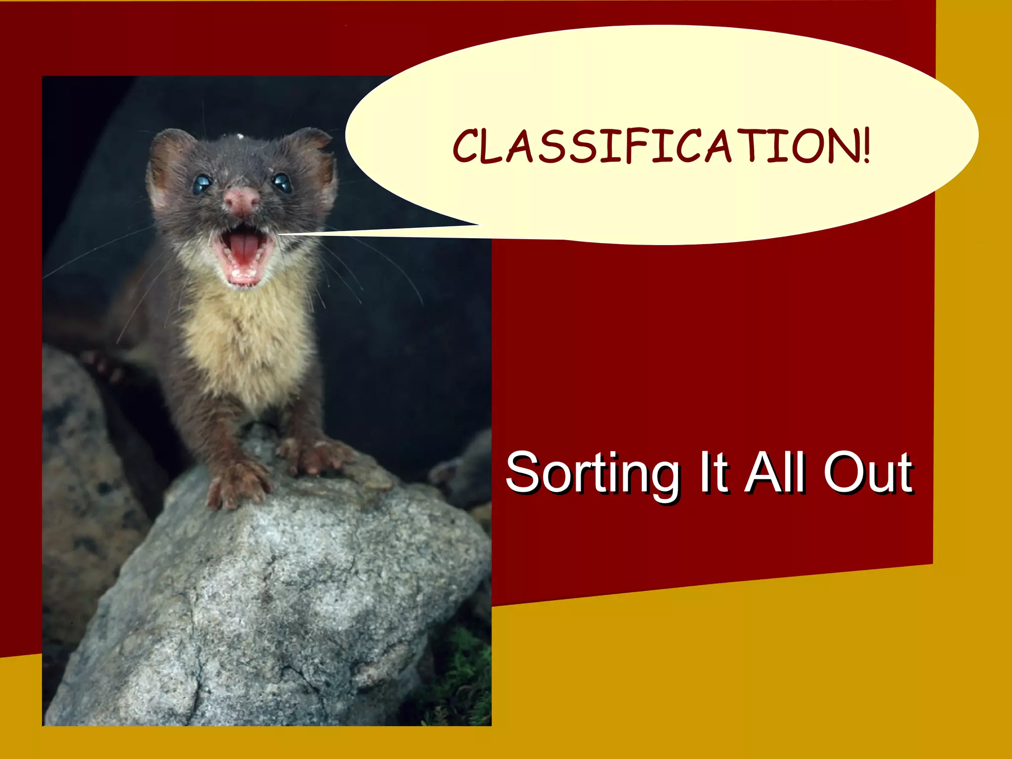 Classification prt1 | PPT | Cats | Pets