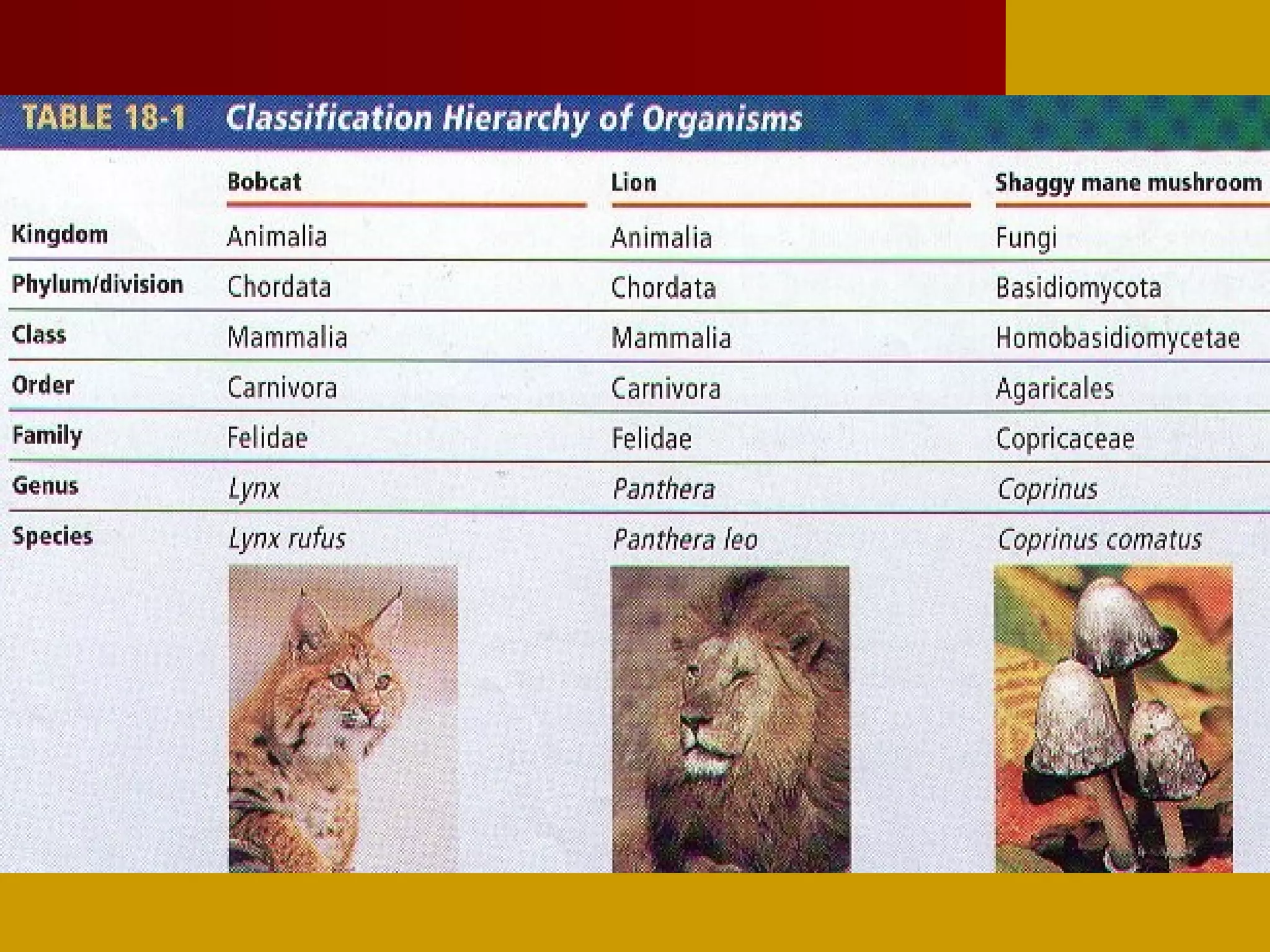 Classification prt1 | PPT | Cats | Pets