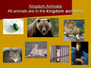 Kingdom AnimaliaKingdom Animalia
All animals are in theAll animals are in the kingdom animaliakingdom animalia
 