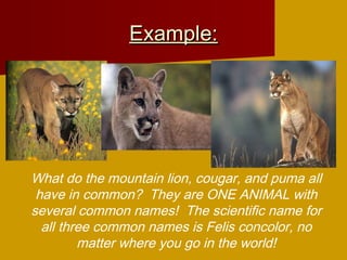 Example:Example:
What do the mountain lion, cougar, and puma all
have in common? They are ONE ANIMAL with
several common names! The scientific name for
all three common names is Felis concolor, no
matter where you go in the world!
 