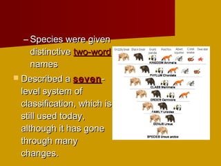 – Species were givenSpecies were given
distinctivedistinctive two-wordtwo-word
namesnames
 Described aDescribed a sevenseven--
level system oflevel system of
classification, which isclassification, which is
still used today,still used today,
although it has gonealthough it has gone
through manythrough many
changes.changes.
 