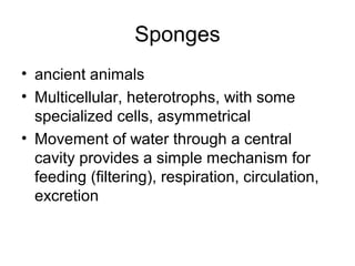 Sponges
• ancient animals
• Multicellular, heterotrophs, with some
specialized cells, asymmetrical
• Movement of water through a central
cavity provides a simple mechanism for
feeding (filtering), respiration, circulation,
excretion
 