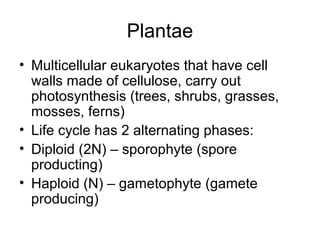 Plantae
• Multicellular eukaryotes that have cell
walls made of cellulose, carry out
photosynthesis (trees, shrubs, grasses,
mosses, ferns)
• Life cycle has 2 alternating phases:
• Diploid (2N) – sporophyte (spore
producting)
• Haploid (N) – gametophyte (gamete
producing)
 