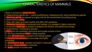 Classifications of mammals and aves | PPTX