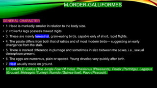 Classifications of mammals and aves | PPTX