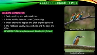 Classifications of mammals and aves | PPTX