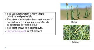  The vascular system is very simple,
primitive and protostelic.
 The plant is usually leafless, and leaves, if
present, are in the appearance of scaly
appendages or foliage leaves.
 The plant grows as a sporophyte.
 Secondary growth is not present.
Rhynia
Psilotum
 
