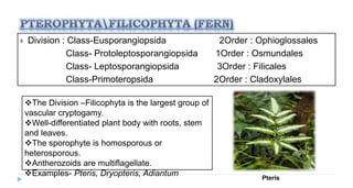  Division : Class-Eusporangiopsida 2Order : Ophioglossales
Class- Protoleptosporangiopsida 1Order : Osmundales
Class- Leptosporangiopsida 3Order : Filicales
Class-Primoteropsida 2Order : Cladoxylales
The Division –Filicophyta is the largest group of
vascular cryptogamy.
Well-differentiated plant body with roots, stem
and leaves.
The sporophyte is homosporous or
heterosporous.
Antherozoids are multiflagellate.
Examples- Pteris, Dryopteris, Adiantum Pteris
 