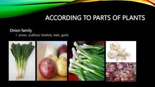 ACCORDING TO PARTS OF PLANTS
Onion family
• onion, scallion/ shallots, leek, garlic
 