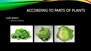 ACCORDING TO PARTS OF PLANTS
Leafy greens
• spinach, lettuce
 