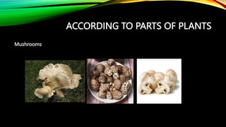 ACCORDING TO PARTS OF PLANTS
Mushrooms
 