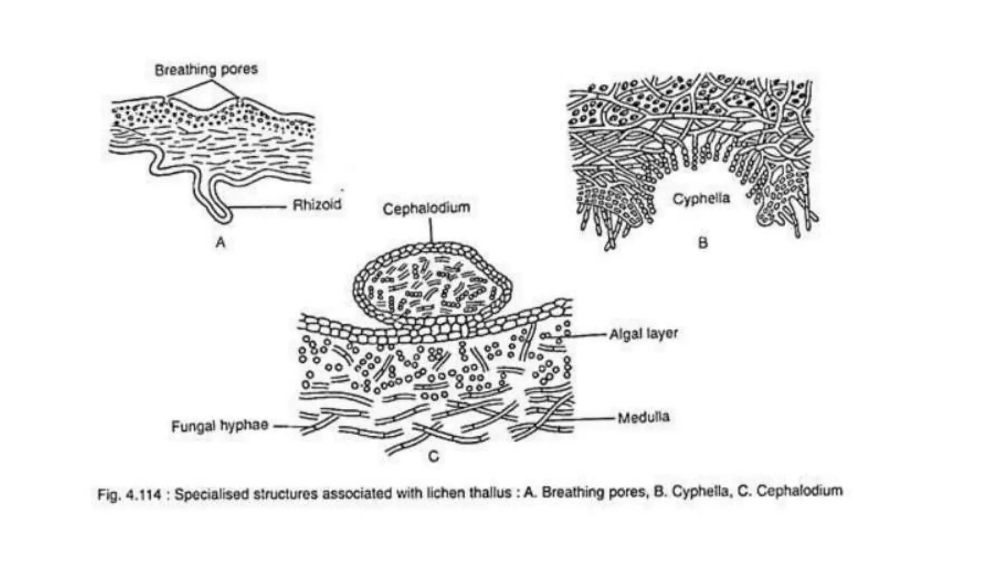 Structure and Classification of Lichen.pptx