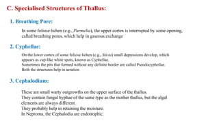 C. Specialised Structures of Thallus:
1. Breathing Pore:
In some foliose lichen (e.g., Parmelia), the upper cortex is interrupted by some opening,
called breathing pores, which help in gaseous exchange
2. Cyphellae:
On the lower cortex of some foliose lichen (e.g., Sticta) small depressions develop, which
appears as cup-like white spots, known as Cyphellae.
Sometimes the pits that formed without any definite border are called Pseudocyphellae.
Both the structures help in aeration
3. Cephalodium:
These are small warty outgrowths on the upper surface of the thallus.
They contain fungal hyphae of the same type as the mother thallus, but the algal
elements are always different.
They probably help in retaining the moisture.
In Neproma, the Cephalodia are endotrophic.
 