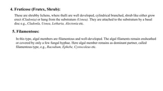 4. Fruticose (Frutex, Shrub):
These are shrubby lichens, where thalli are well developed, cylindrical branched, shrub like either grow
erect (Cladonia) or hang from the substratum (Usnea). They are attached to the substratum by a basal
disc e.g., Cladonla, Usnea, Letharia, Alectonia etc.
5. Filamentous:
In this type, algal members are filamentous and well-developed. The algal filaments remain ensheathed
or covered by only a few fungal hyphae. Here algal member remains as dominant partner, called
filamentous type, e.g., Racodium, Ephebe, Cystocoleus etc.
 