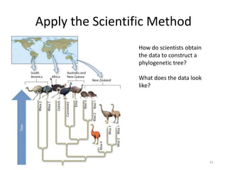 Classification | PPTX