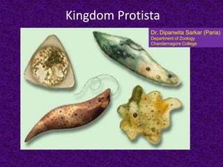 Kingdom Protista Protozoans