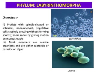 Labyrinthulids Kngdom Protista :Classification Subkingdom- PROTOZOA.pdf