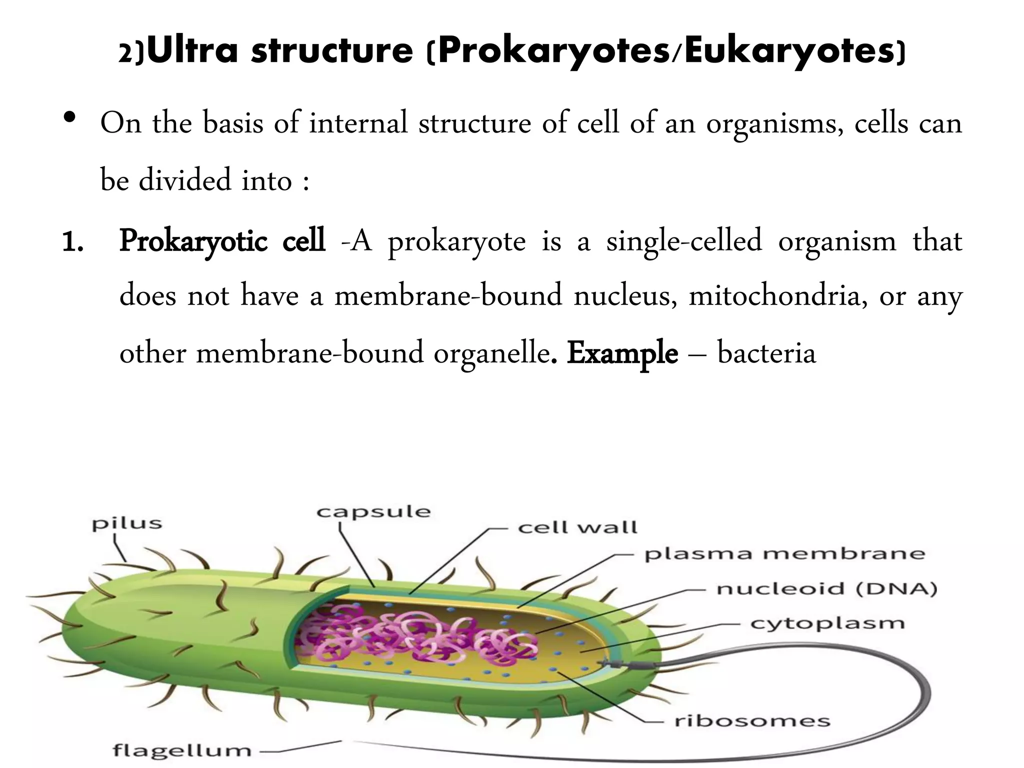 2)Ultra structure (Prokaryotes/Eukaryotes)
• On the basis of internal structure of cell of an organisms, cells can
be divided into :
1. Prokaryotic cell -A prokaryote is a single-celled organism that
does not have a membrane-bound nucleus, mitochondria, or any
other membrane-bound organelle. Example – bacteria
 
