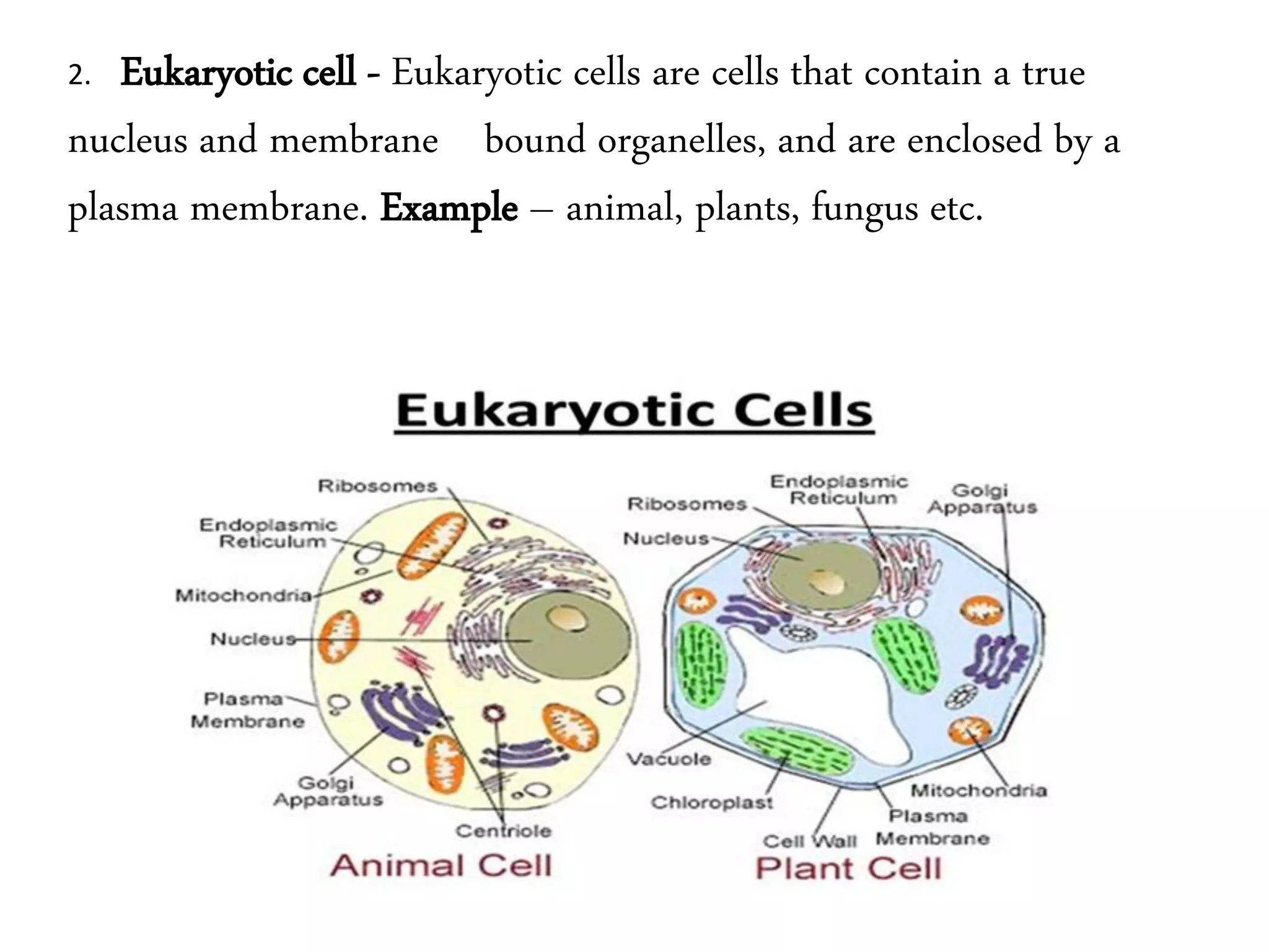 2. Eukaryotic cell - Eukaryotic cells are cells that contain a true
nucleus and membrane bound organelles, and are enclosed by a
plasma membrane. Example – animal, plants, fungus etc.
 