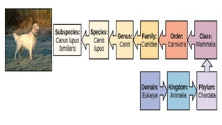 8 Classification System Classification Systems_TAXONOMY_SCIENCE8.pptx